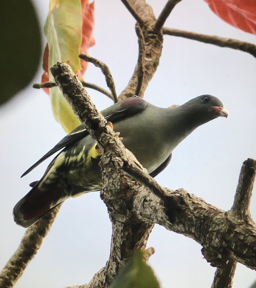 Michael O'Clery tweet media