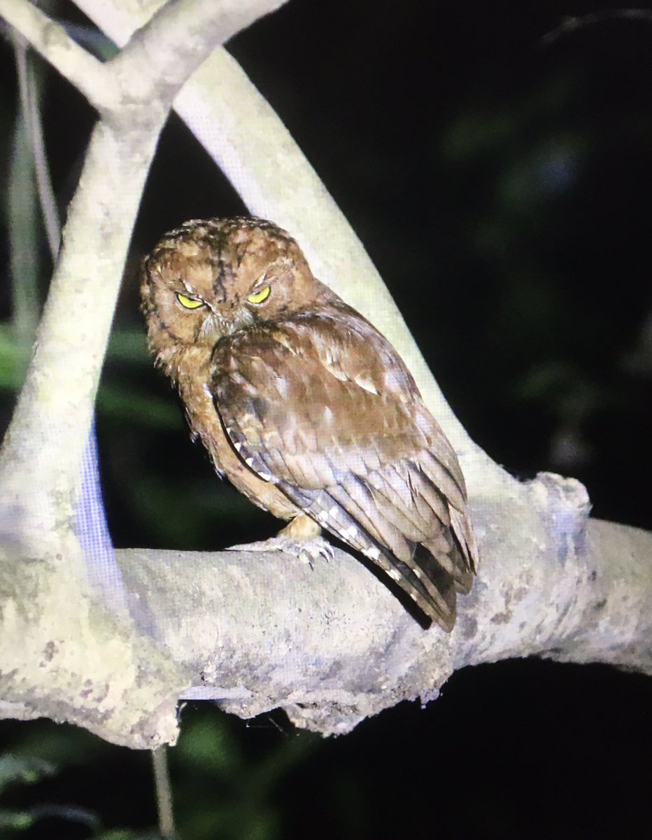 Michael O'Clery tweet media