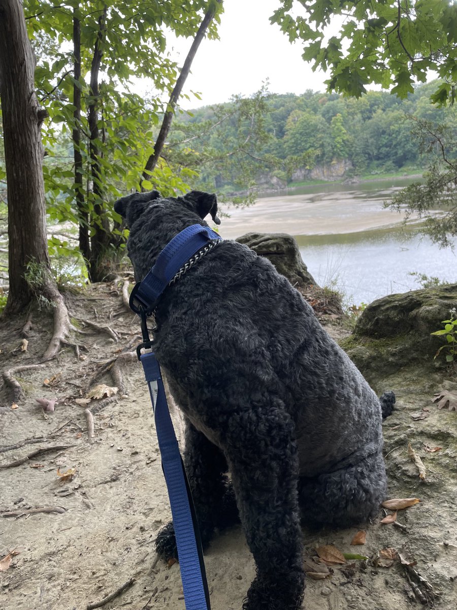Even Seamus couldn’t stop enjoying the view @Palisades-Kepler State Park