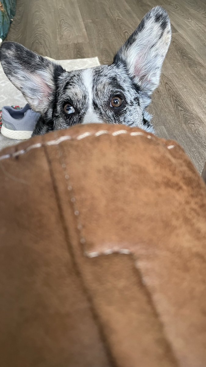 judesmittyy's tweet photo. He knows he always gets the last bits of my smoothie bowls 🥰 #cleanjuice #açaibowl https://t.co/dhiaR8WI5a