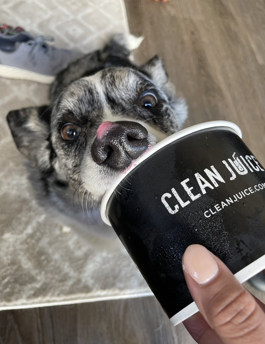 judesmittyy's tweet photo. He knows he always gets the last bits of my smoothie bowls 🥰 #cleanjuice #açaibowl https://t.co/dhiaR8WI5a