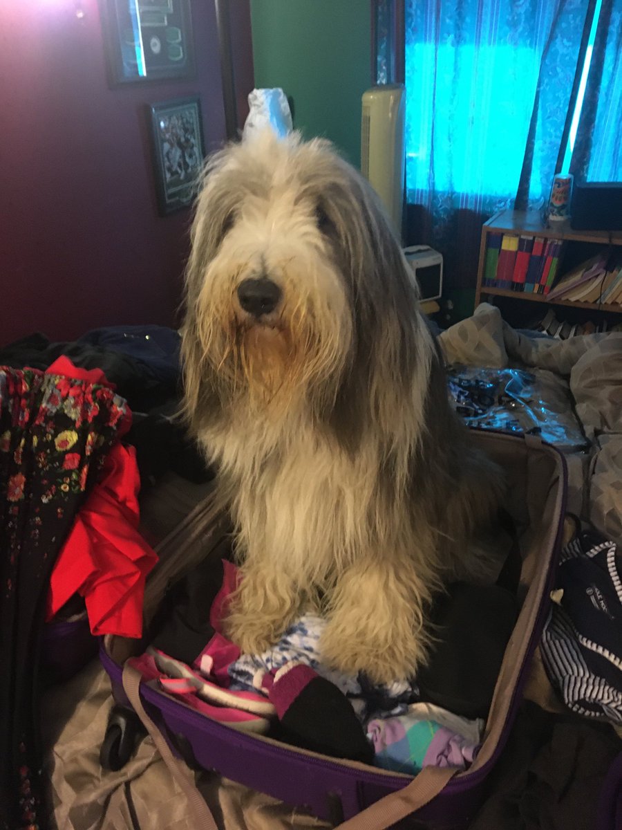 blakeinav's tweet image. Kismet is helping us pack #blamar  #beardie