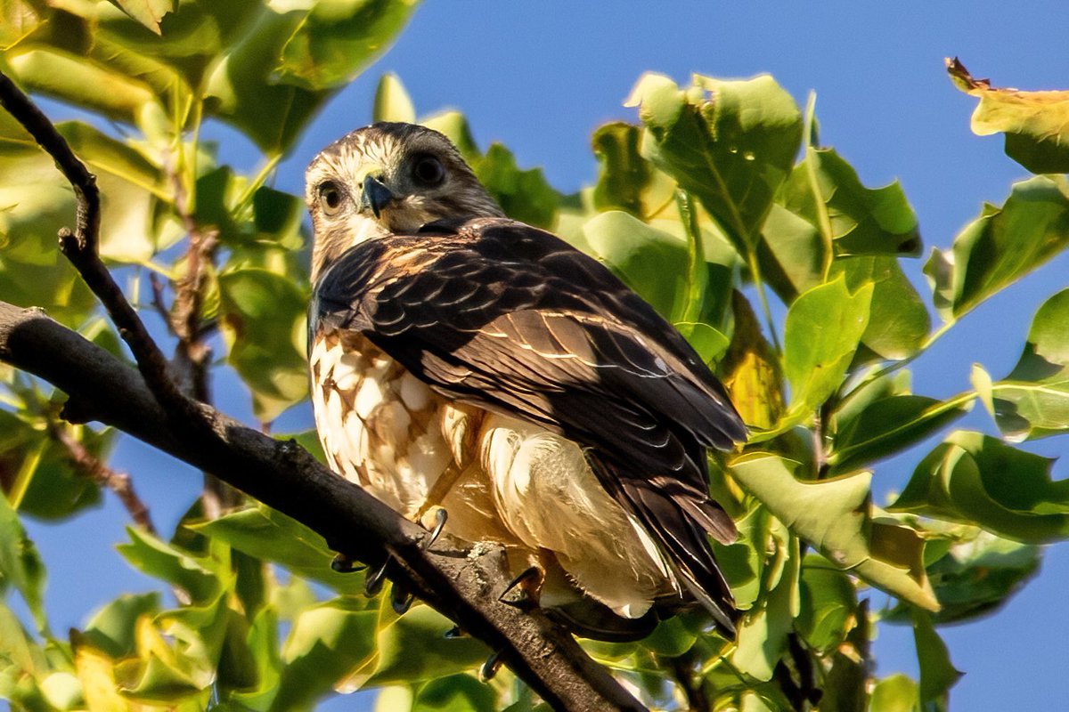mitoGFP's tweet photo. Broad-winged Hawk, Saturday walk with @BirdingBobNYC #birdcpp #BirdsSeenIn2022 #birdwatching #birding #BirdTwitter #urbanbirding #fallmigration @inaturalist #BirdsofNYC #fallmigrants #broadwingedhawk #hawk #raptormigration https://t.co/6Bnp3WGJ2D