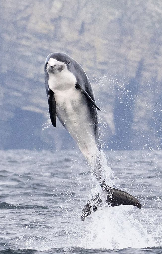 Shetland Seabird Tours • The Noss Boat (@shetlandtours) on Twitter photo Spectacular wildlife experience today when our morning Noss Boat tour on #Shetland encountered over 70+ White-beaked Dolphin. Many were bow riding & a few breached high into the air in front of us!
<a href="/Mammal_Society/">Mammal Society</a> <a href="/Shetnews/">Shetland News</a> <a href="/PromoteShetland/">Promote Shetland</a> <a href="/NLFerries/">NorthLink Ferries</a> <a href="/OMSYSTEMcameras/">OM SYSTEM Cameras</a> <a href="/whalesorg/">Whale and Dolphin Conservation (WDC)</a> Spectacular wildlife experience today when our morning Noss Boat tour on #Shetland encountered over 70+ White-beaked Dolphin. Many were bow riding & a few breached high into the air in front of us!
<a href="/Mammal_Society/">Mammal Society</a> <a href="/Shetnews/">Shetland News</a> <a href="/PromoteShetland/">Promote Shetland</a> <a href="/NLFerries/">NorthLink Ferries</a> <a href="/OMSYSTEMcameras/">OM SYSTEM Cameras</a> <a href="/whalesorg/">Whale and Dolphin Conservation (WDC)</a>
