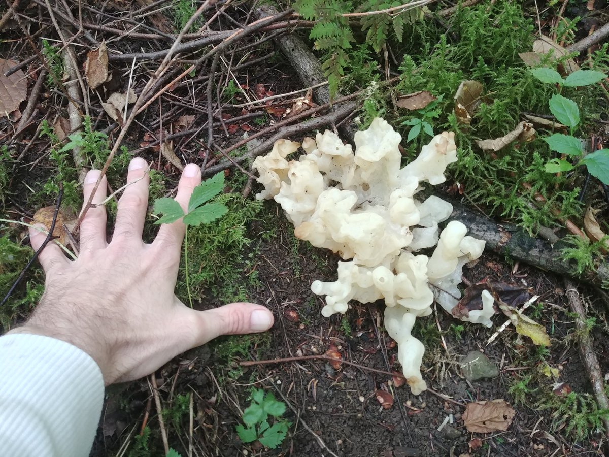 WVVMajieu's tweet photo. A better look at it and a couple of extras!
#Mushroom #mushrooms #mycology #mycelium #fungi #fungus #fall #fun https://t.co/tg65qGVlYq