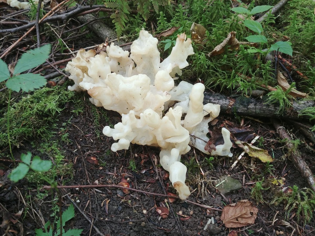 WVVMajieu's tweet photo. A better look at it and a couple of extras!
#Mushroom #mushrooms #mycology #mycelium #fungi #fungus #fall #fun https://t.co/tg65qGVlYq