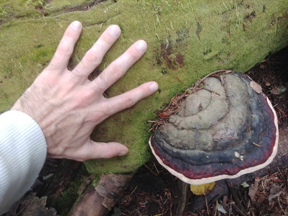 WVVMajieu's tweet photo. A better look at it and a couple of extras!
#Mushroom #mushrooms #mycology #mycelium #fungi #fungus #fall #fun https://t.co/tg65qGVlYq