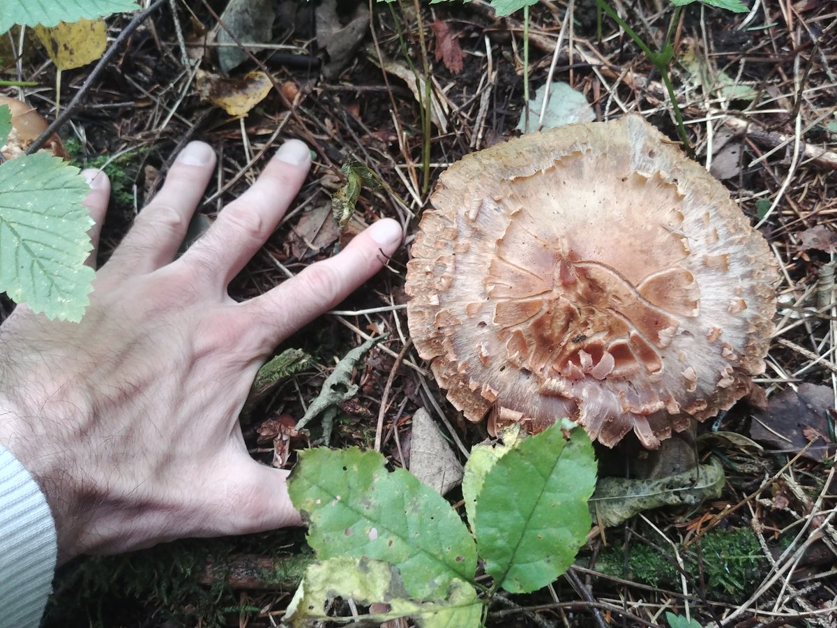 WVVMajieu's tweet photo. A better look at it and a couple of extras!
#Mushroom #mushrooms #mycology #mycelium #fungi #fungus #fall #fun https://t.co/tg65qGVlYq