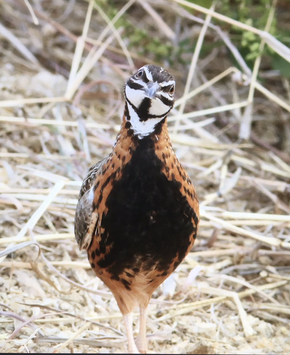 Michael O'Clery tweet media