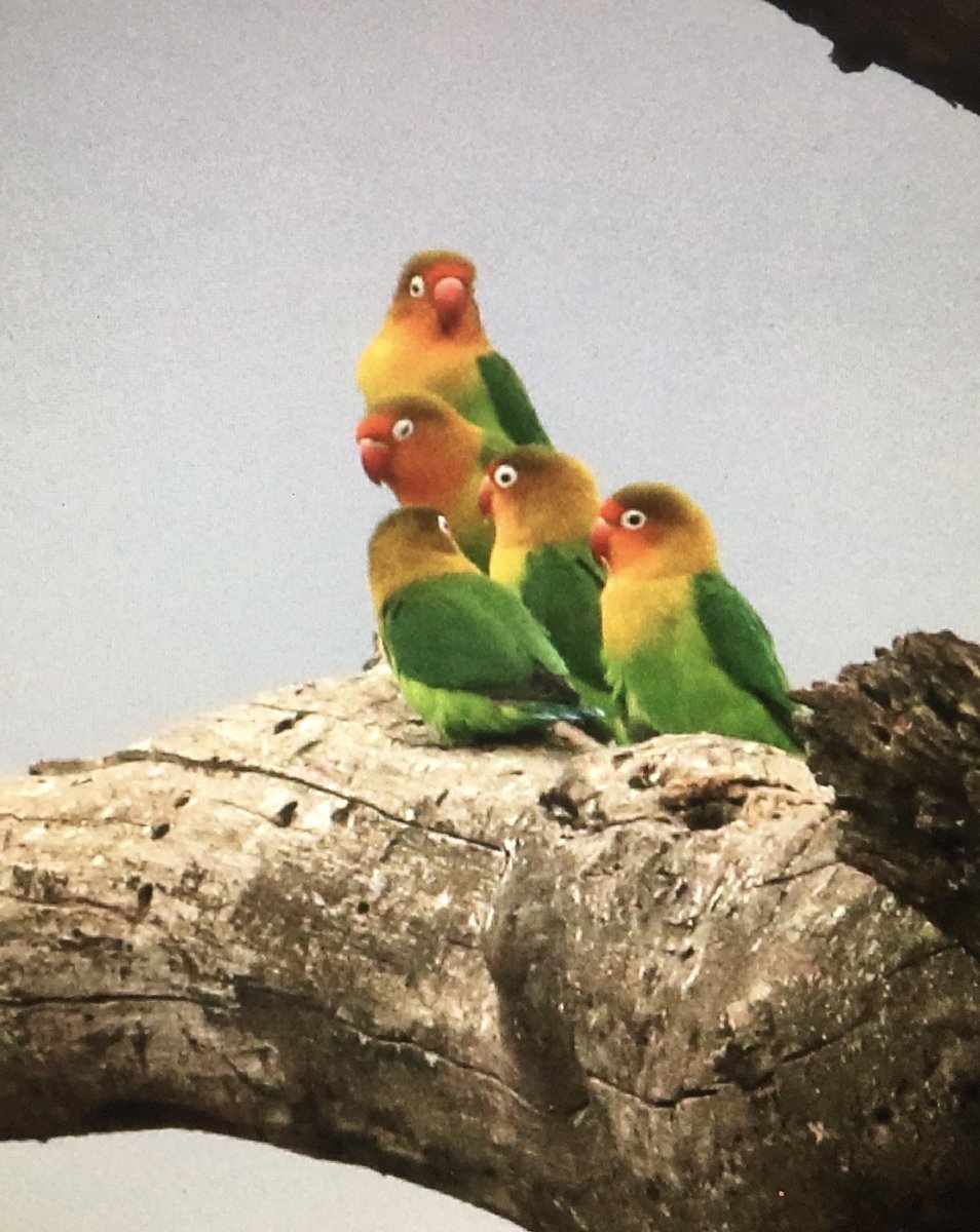 Michael O'Clery tweet media