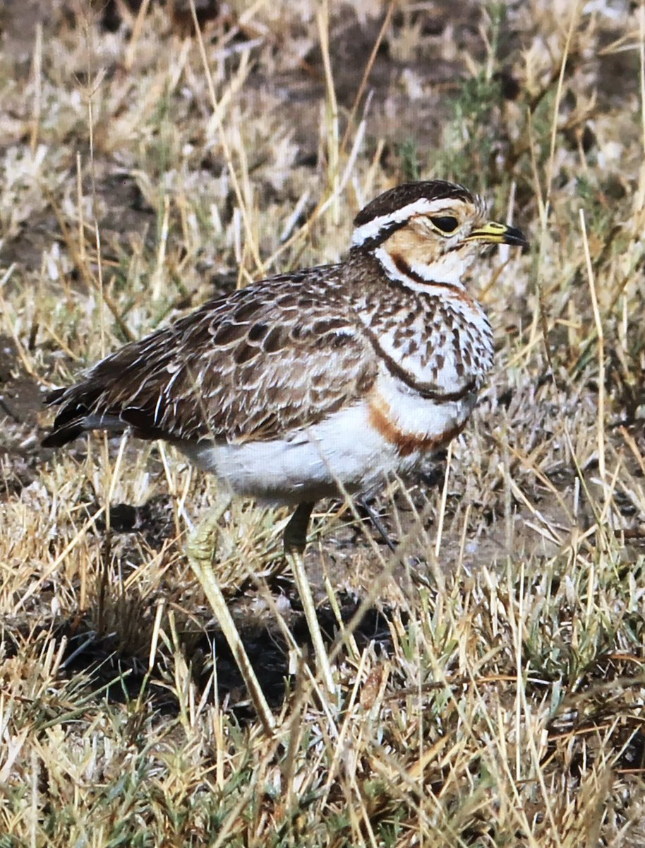 Michael O'Clery tweet media