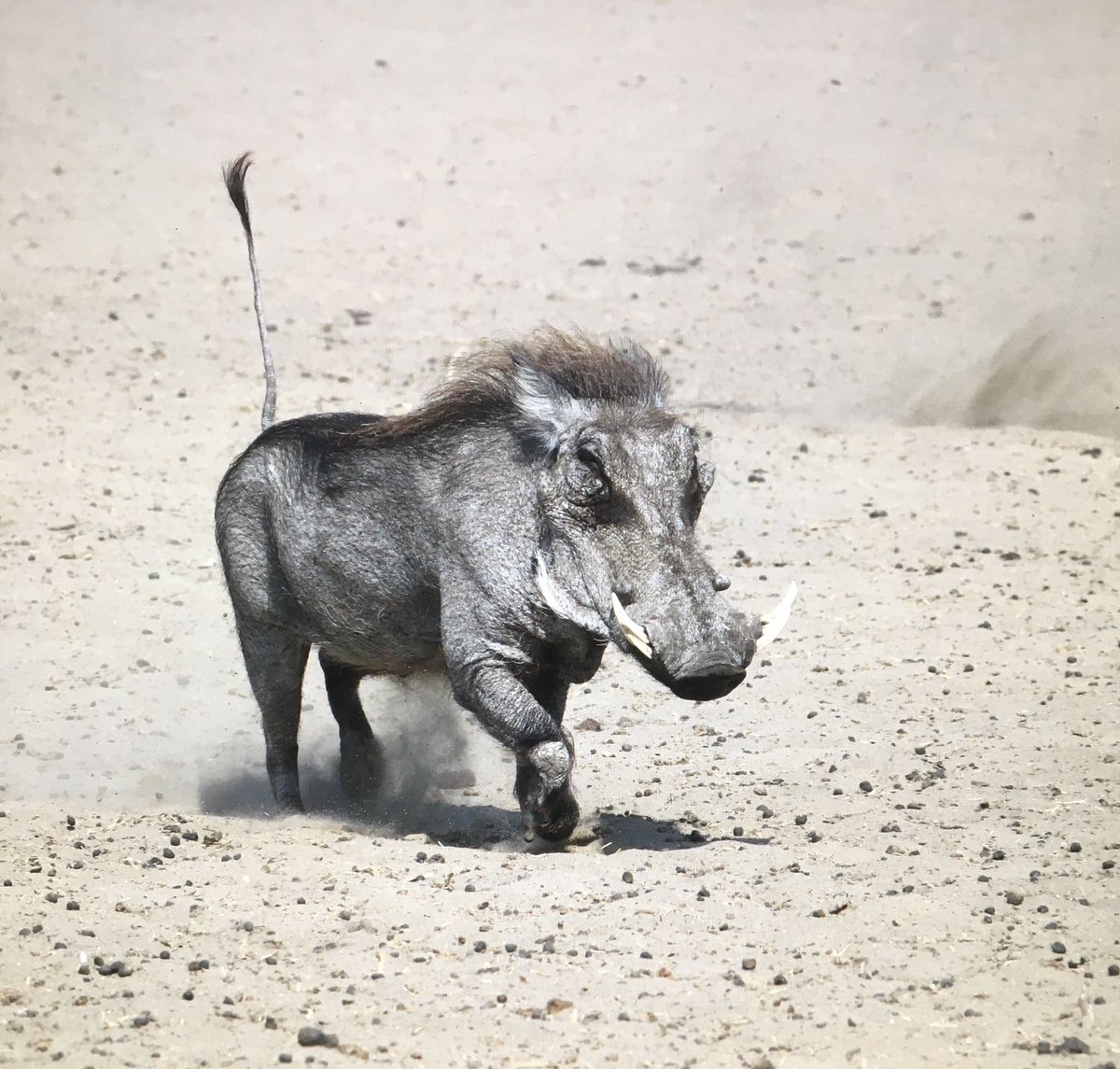 3 of 3. Some other stand-out species from a fantastic trip, Harlequin Quail gave amazing views at Mikumi NP, Fischer’s Lovebirds, Three-banded Courser and, of course, Warthog! <a href="/tanzania/">Tanzania</a> <a href="/Birdquest/">Birdquest</a>