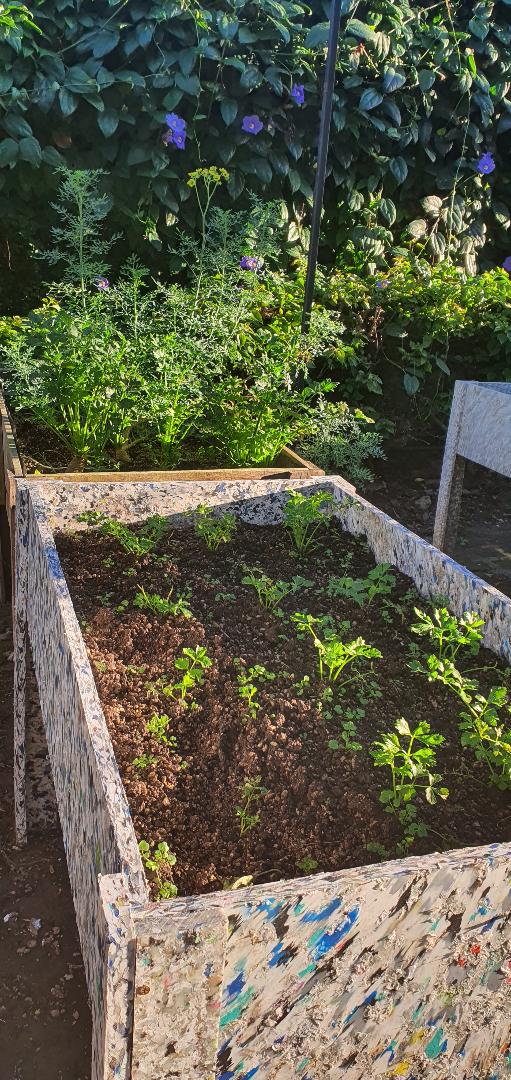 cyw_brice's tweet photo. 🌱🌱Premières plantations des CE2 dans le jardin biologique du @CFMGuadalajara. #jardinage #QuestionnerLeMonde #Sciences #Persil A bientôt pour les semis et une observation en autonomie de la germination.🌱🌱 https://t.co/TuNu6gmrAq