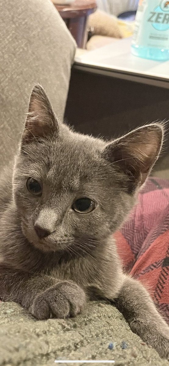 I’m growing up, but I still hate water. Mommy feeds me wet and adds water to it. I hope it’s enough! It makes my mom worry, but I don’t care haha #CatsofTwittter #Caturday #kitten #AdoptDontShop #meow #spoiled #TheWire #OmarLittle