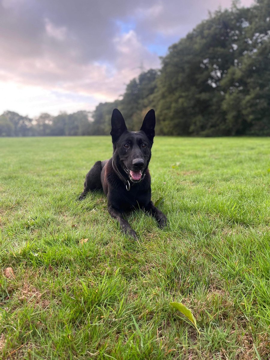 So it was PD Starks first night shift for a while after training Mickey and then annual leave. One male detained having been located by stark after a firearms deployment and then another male caught red handed stealing lead from a building. Both thought better of running 🏃‍♀️ 🐾
