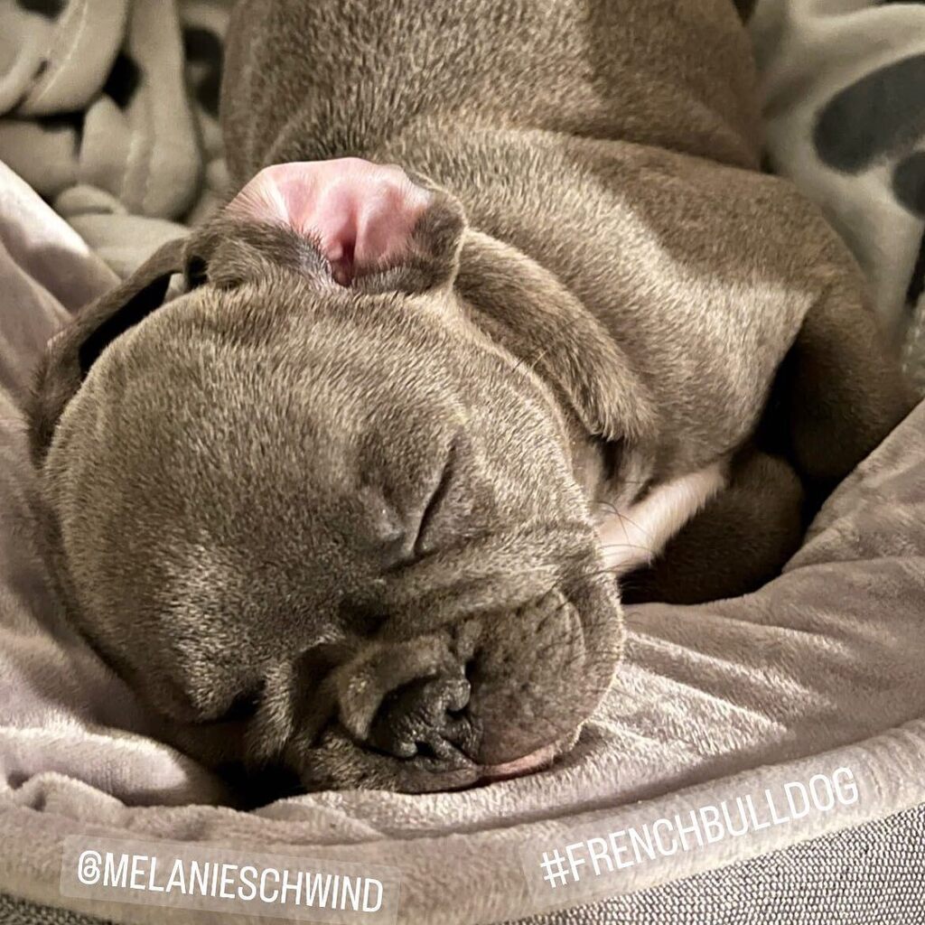 GE_US8's tweet photo. #welcome to the #family #bruce #frenchie #frenchbulldog #geus8 #401ge #hund #hundeliebe #love @melanieschwind @rob_inprivat @colinder_kuhle @gschlueterauto #liebe #puppy #puppylove #welpe https://t.co/N0UMeaP2aM https://t.co/bkqZ8FCwCm