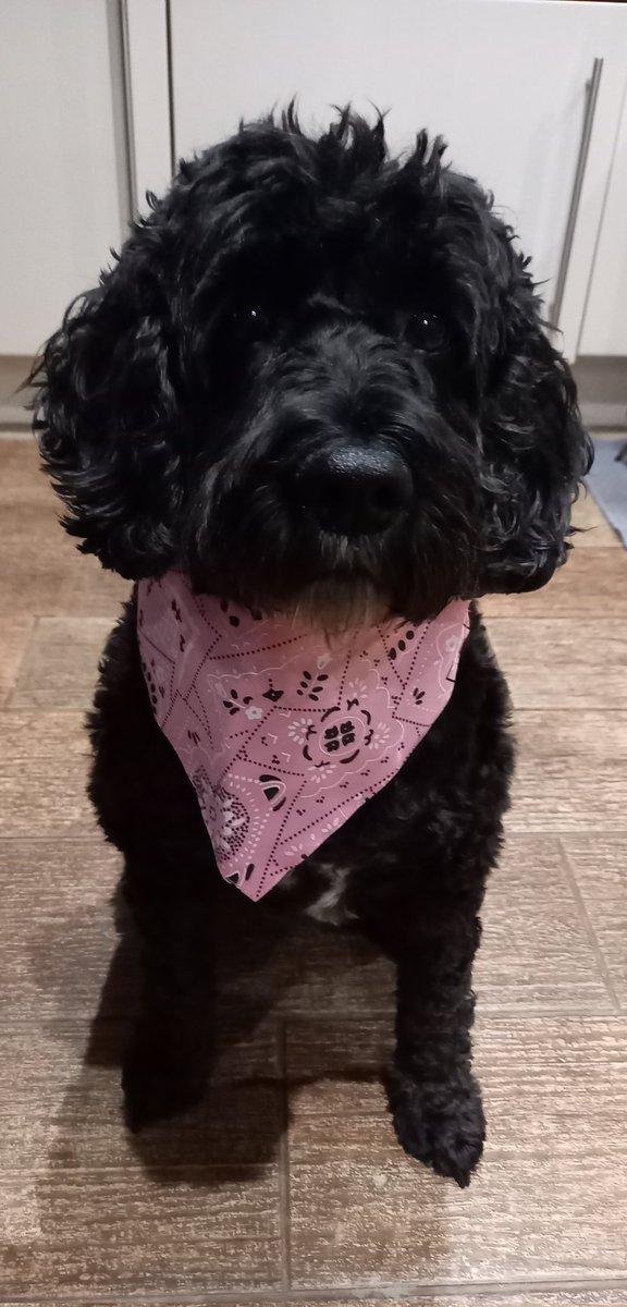 sarahcnps's tweet photo. #GoodNewsSaturday. So much wrong with the world right now, but our 4 legged friends make it better. Got our entry into local cancer charity fundraising competition sorted. #flodog https://t.co/exvGIBQuou