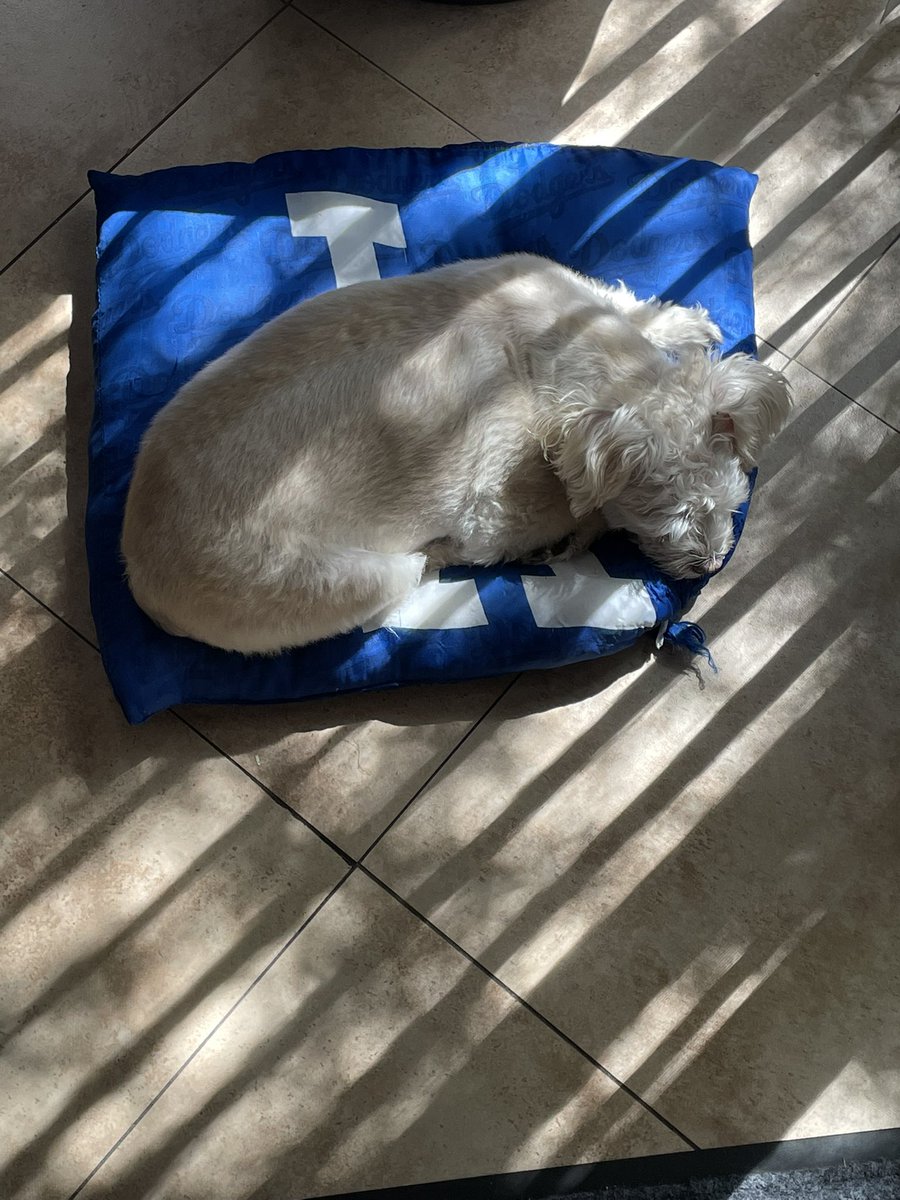 Miriah49Lee's tweet photo. If i ever come back, i wanna come back as a dog with a good owner ๐คฃ๐ฉ #ChillinOnASaturday #MustBeNice #Spoiled #Sleepandplay https://t.co/bwHGJCktHx