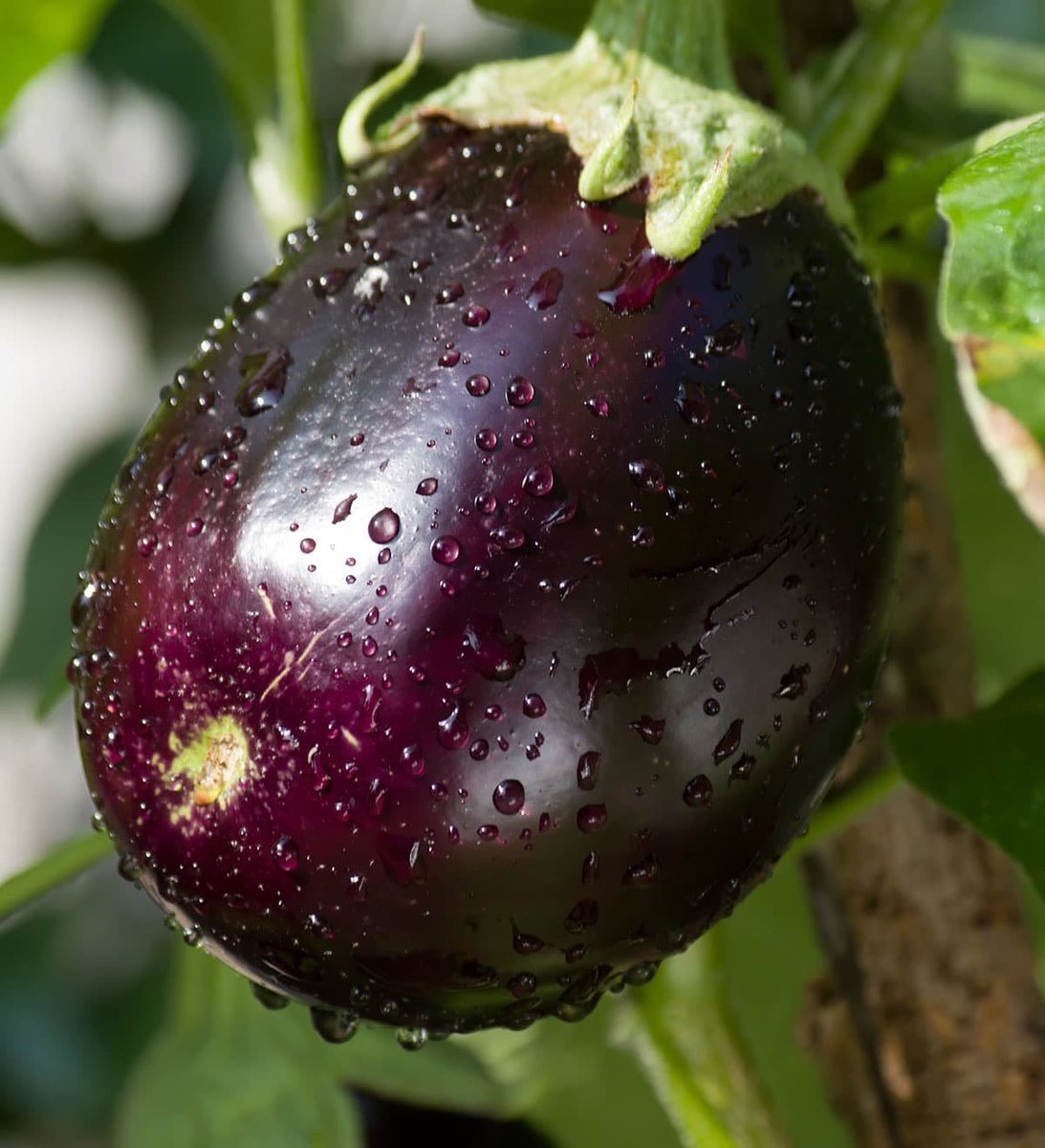 Wepushfarmer's tweet photo. We celebrate and harness diverse
opinions, ideas and perspectives https://t.co/pQI3LOIzog