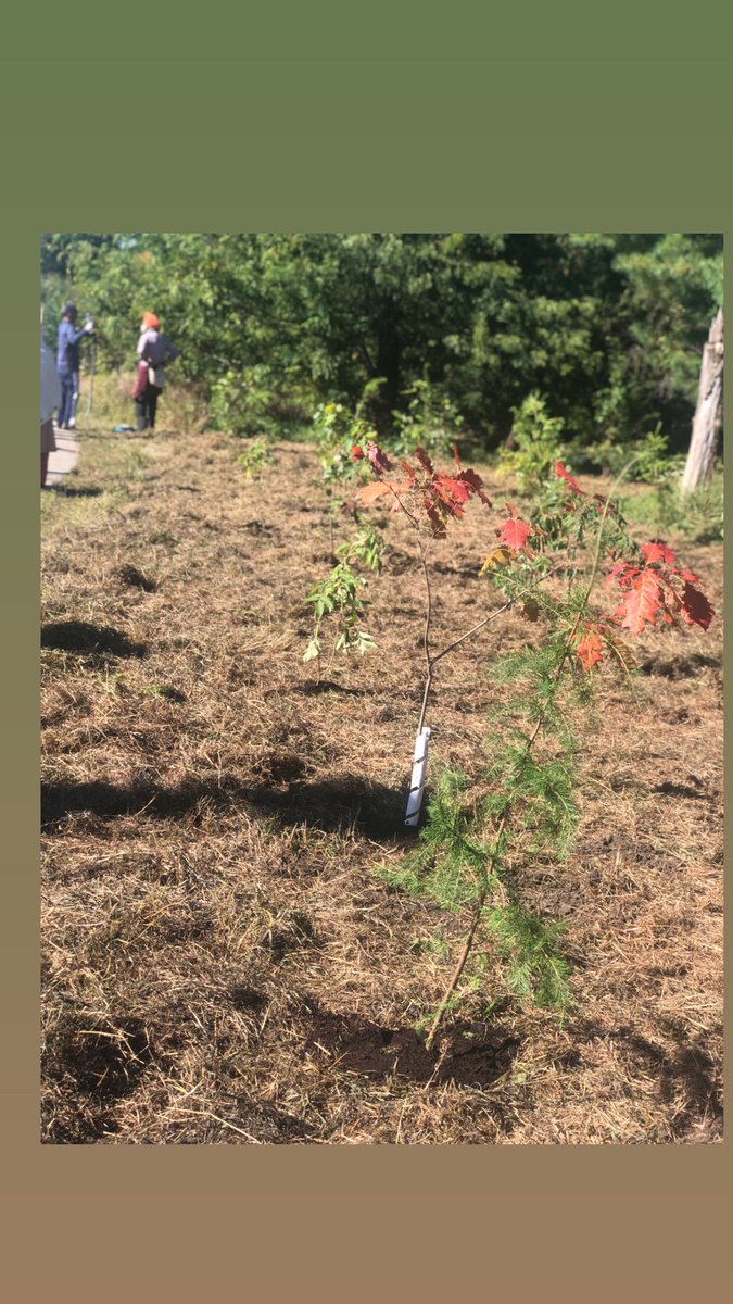 JRandhey's tweet photo. Participated in the OSS Tree Planting Campaign today - 550 trees planted for 550th Gurpurab! Thanks to @ottawacity @OttSikhSociety and the volunteers for hosting a wonderful event - something me and the family will cherish forever 🙏🏼 https://t.co/NFD4nq002O