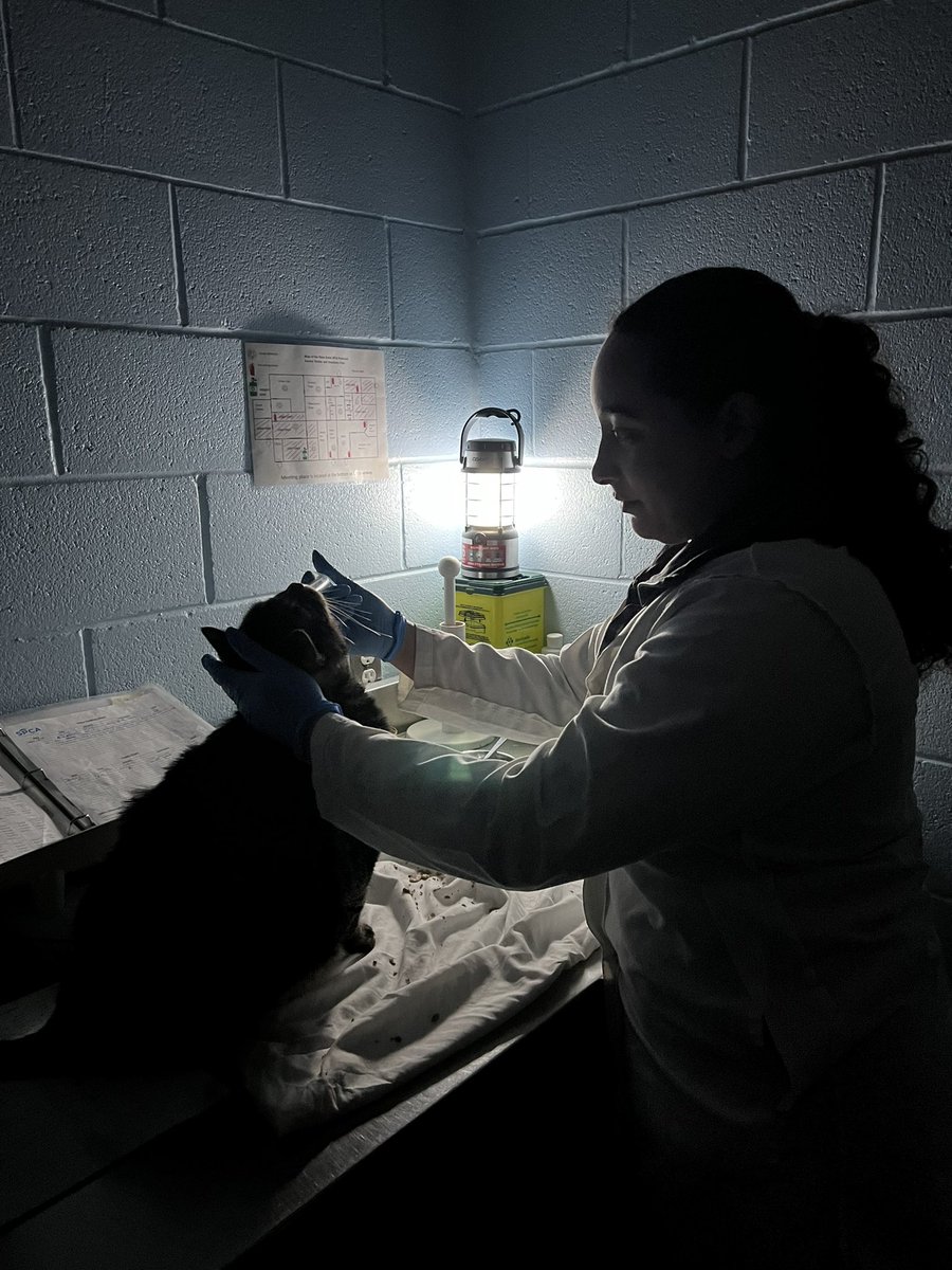 NSSPCA's tweet photo. Our doggos 🐶, cats 🐱, bunnies🐰, and all animals in our shelters across the Nova Scotia SPCA are being well taken care of by staff. Power outages won’t stop team members like Breanna who is giving one of the cats 🐱 their treatment by lantern! #hurricanefiona https://t.co/zyydoiNAJG