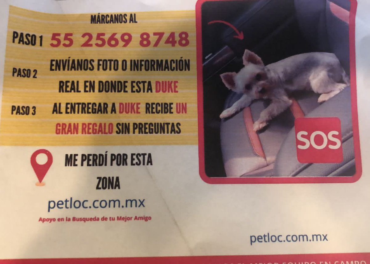 MascotasSismo's tweet photo. #Extraviado Duke, perro talla chica, tipo yorkie (yorkshire terrier), color gris con café claro. Col. Altamira, Naucalpan, Edo. Mex. @AdoptameNaucal1 https://t.co/m8i3zTJLT9