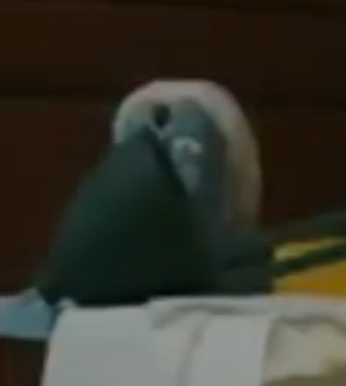 DHMISArchive's tweet photo. Just like all good things a mini statue of the head of Malcolm is in the background https://t.co/NC5pDoVPvq
