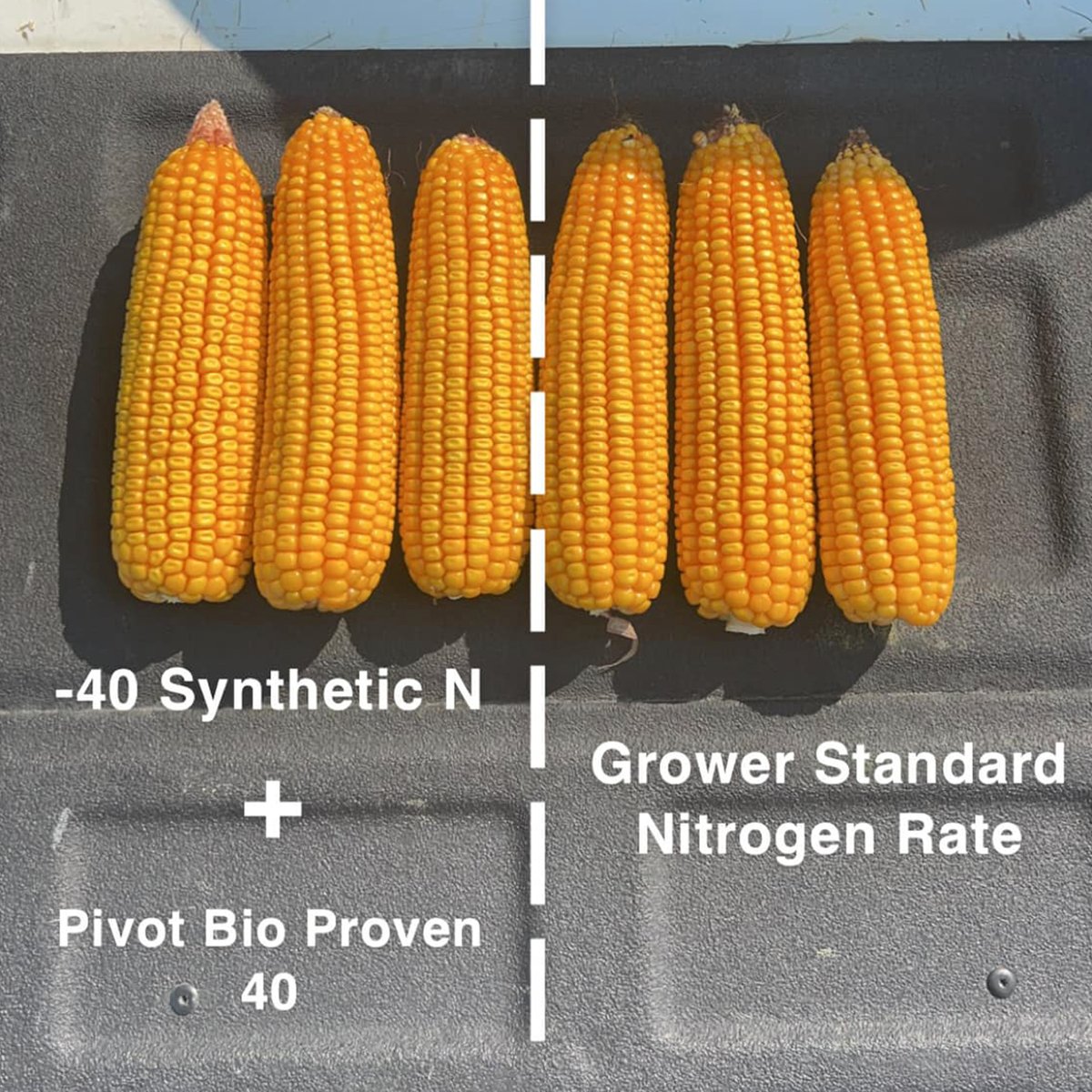 pivotbio's tweet photo. Pivot Bio is matching up with the standard nitrogen rate but with 40lbs of N removed. #PROVENit 📷: Cole Blessing https://t.co/QYl6qdekwk https://t.co/PIAXIIrEWk