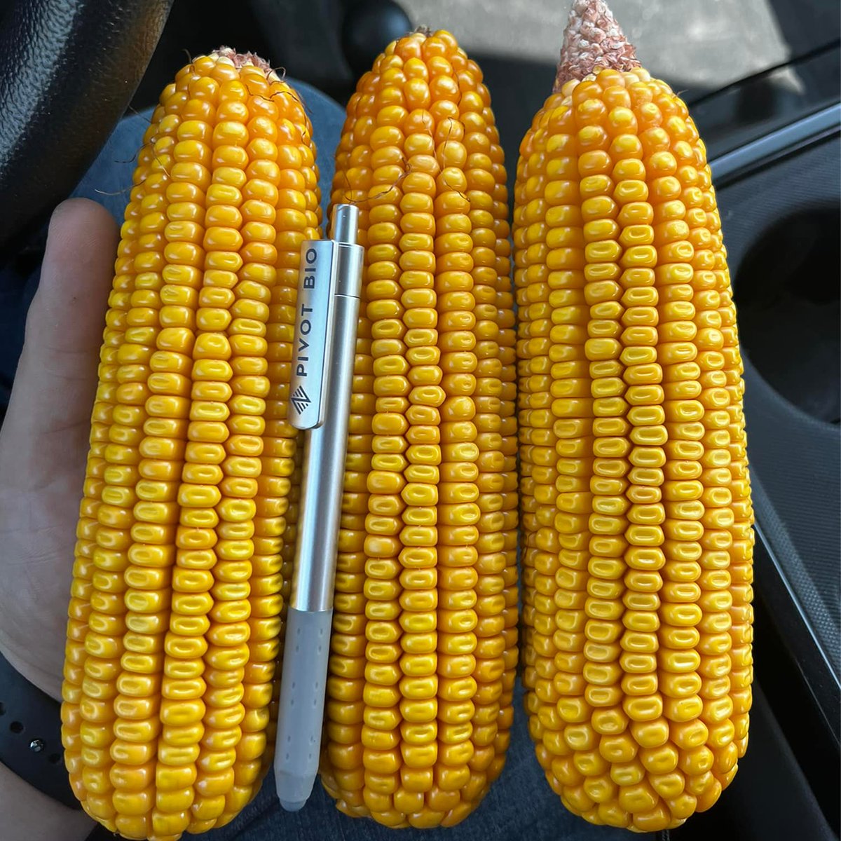 pivotbio's tweet photo. Pivot Bio is matching up with the standard nitrogen rate but with 40lbs of N removed. #PROVENit 📷: Cole Blessing https://t.co/QYl6qdekwk https://t.co/PIAXIIrEWk