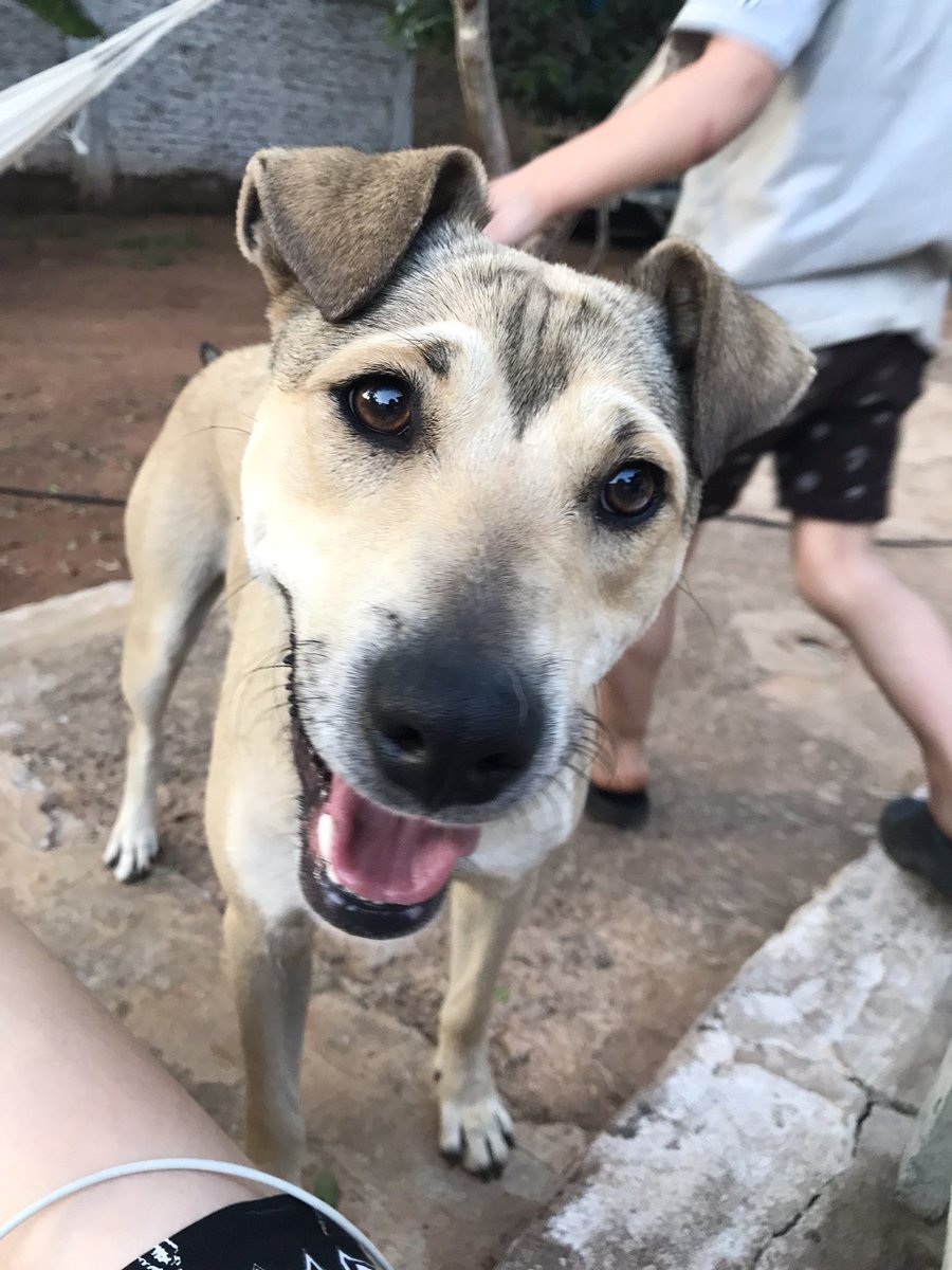 rrivas_belen's tweet photo. Hace 1 semana se perdió mi perrita  “Princesa” en zona Fdo de la Mora zona Norte (zona faces) 
 Por favor si me ayudan con un RT!!! Necesito encontrarla💔😭

Si la ven pueden contactar al 0972237745. https://t.co/DG9nrh12xg