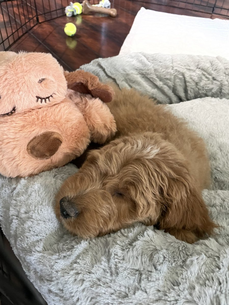 kellfrell's tweet photo. welcome home Kai I love you so much already 🥹 https://t.co/RwRyvyIQoG