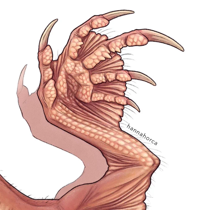 Dragon details  