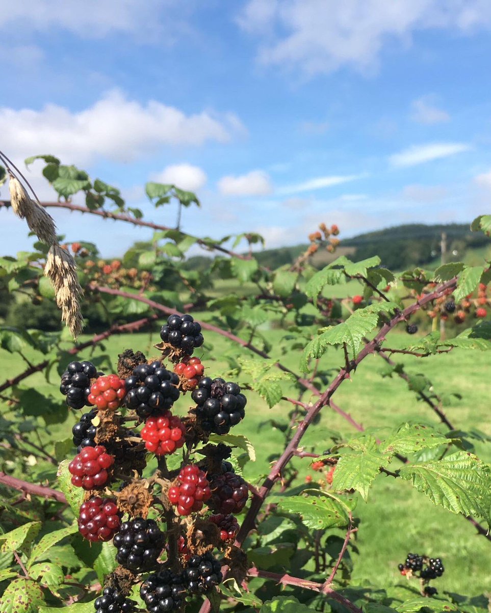 Day 8 of the Wessex Ridgeway saw lots of plants and animals on Ludwell to Shroton #gjwalks #onenbt #nbtproud
