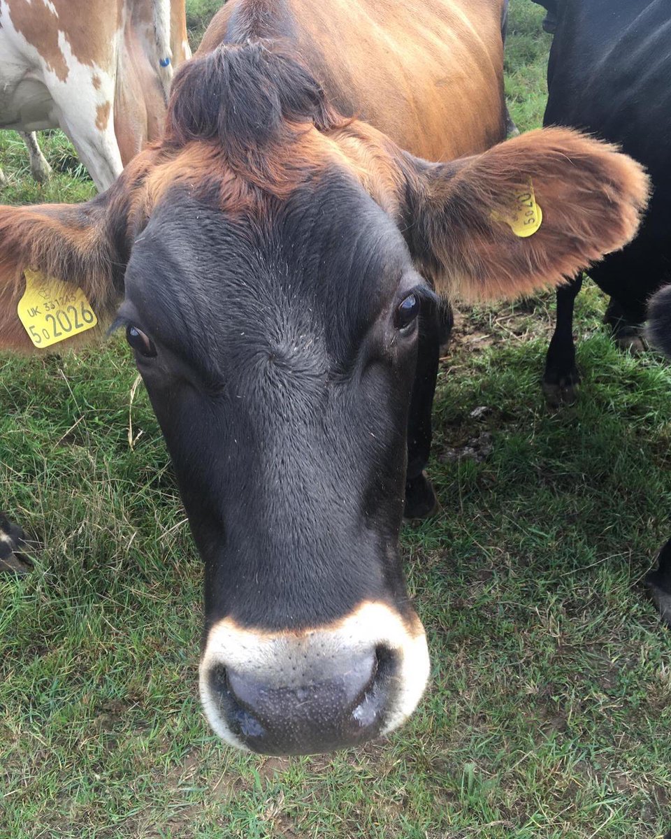 GJwalks's tweet photo. Day 8 of the Wessex Ridgeway saw lots of plants and animals on Ludwell to Shroton #gjwalks #onenbt #nbtproud https://t.co/SUOfjeCqmk