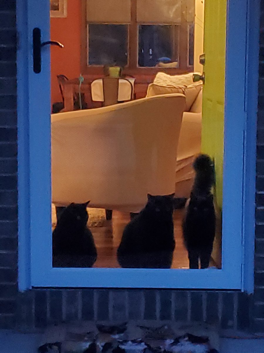 Mrs_J_Bananas's tweet photo. Happy #Caturday 

#blackcatsrule 
#2dcat 
#silhouette 
#Saturday https://t.co/3AG93yBcK3