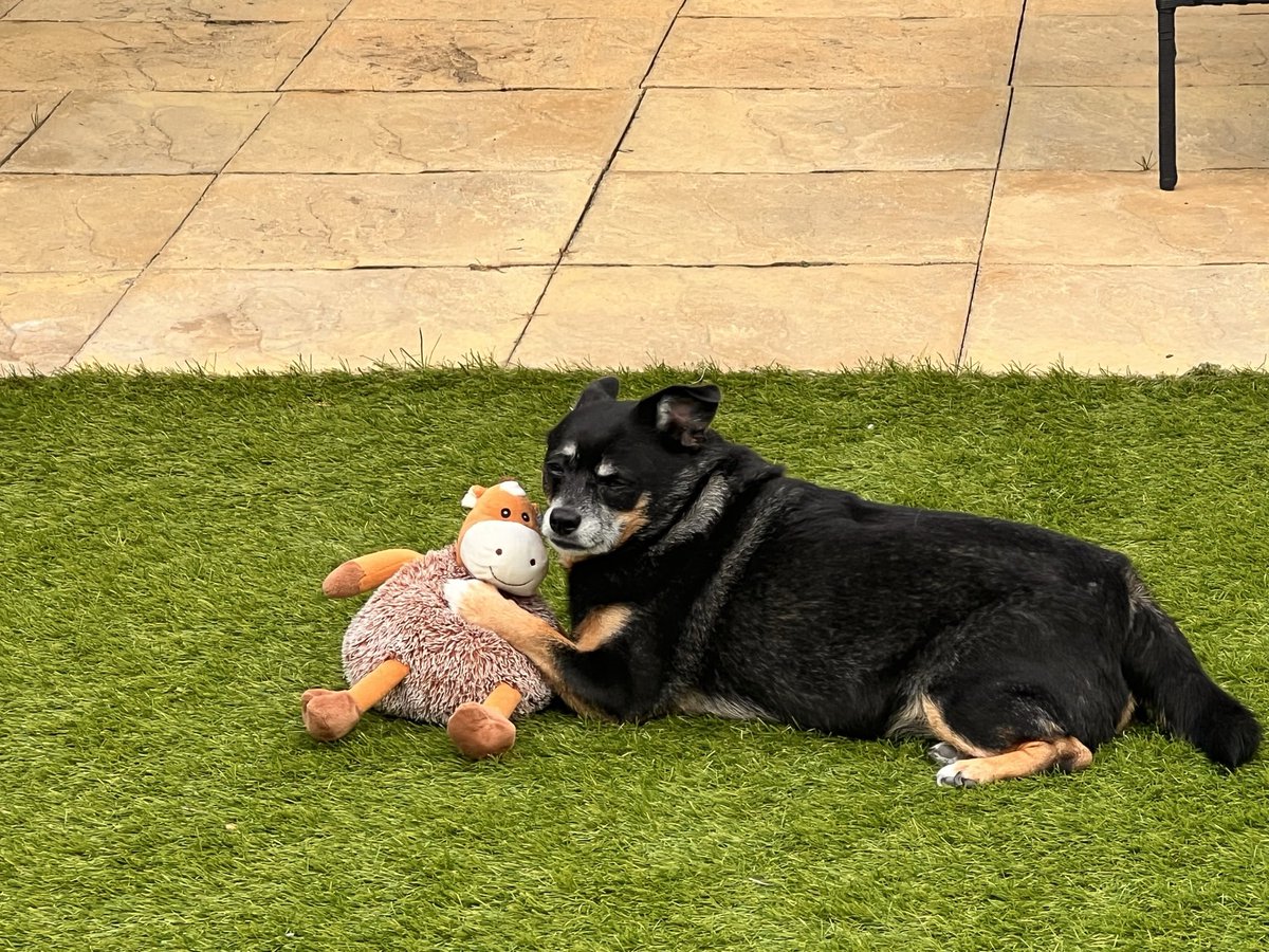 julieg274's tweet photo. @DaysOfOurDodger This is Mylo! With his cuddly 🐮 https://t.co/Pfpi9gGwjH