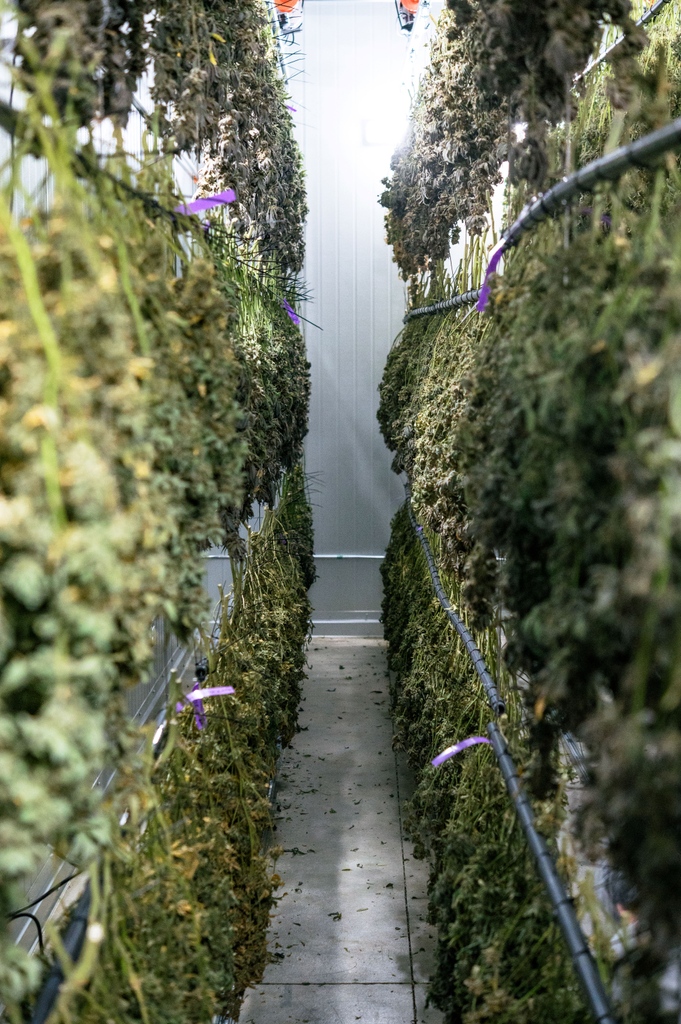fluentcannabis's tweet photo. Just Hanging 🦥
#WeSpeakCannabis #DryRoom #MedicalMarijuana https://t.co/3xSQBJAF9O