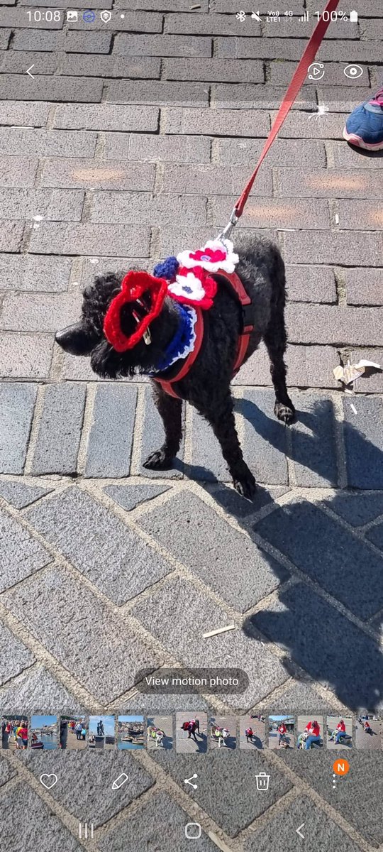 droblek's tweet photo. @JediMomHeather @DDFL Sheldon helped celebrate the Queens Platinum Jubilee here in Devon in June when we took him and my sadly recently departed Fifi to the local parade.  He got all dressed up for the occasion. https://t.co/aM30eXsJfs
