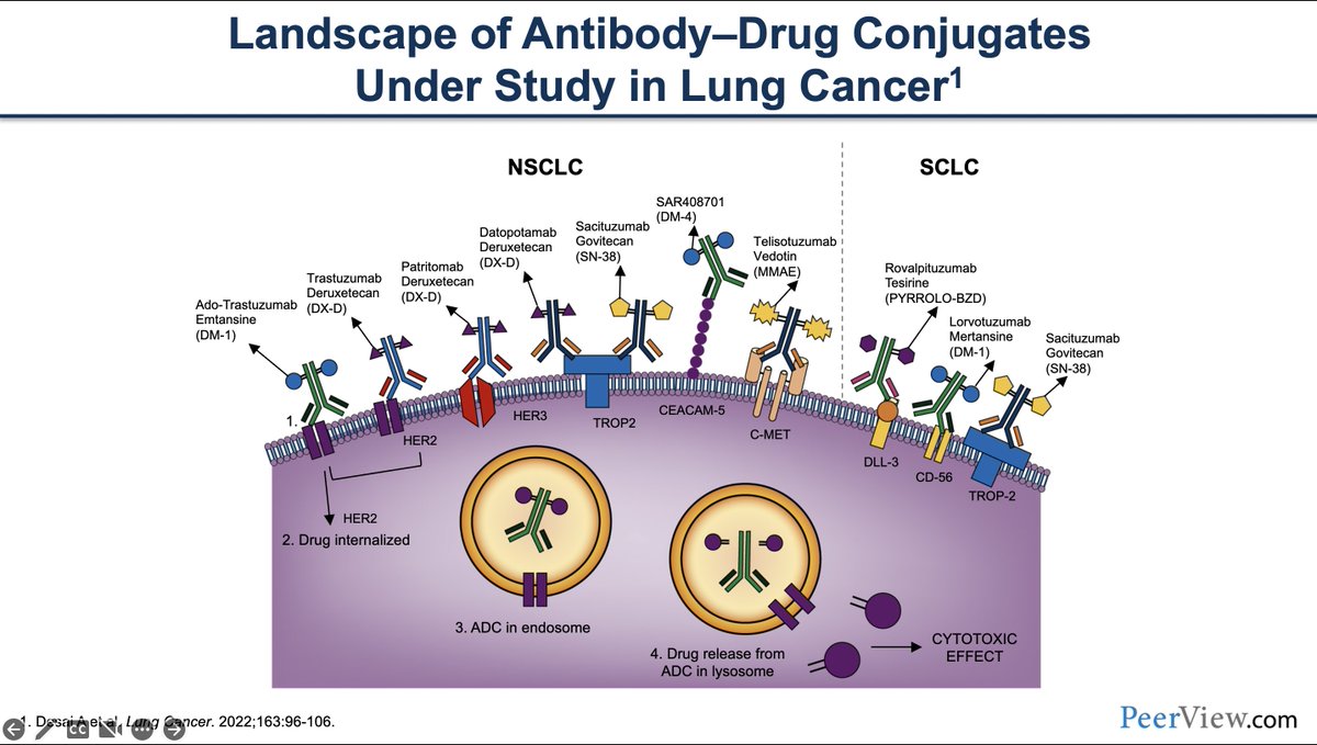 StephenVLiu's tweet photo. Happening now at the @IASLC #NACLC22 meeting (and virtually) - a discussion about antibody drug conjugates for lung cancer with Drs. @marinagarassino @HosseinBorghaei and me. Come join the conversation in this free @PeerView #CME event. Registration link:

https://t.co/e6eOpbBjux https://t.co/O8zOutcYi0
