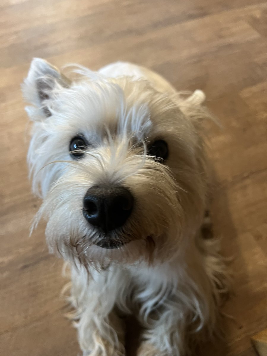 LisaArlin7's tweet photo. #Westies Hi everyone meet Princess at 5 years old big dog or small she is the boss! We are from Canada https://t.co/umzPQAcWpP