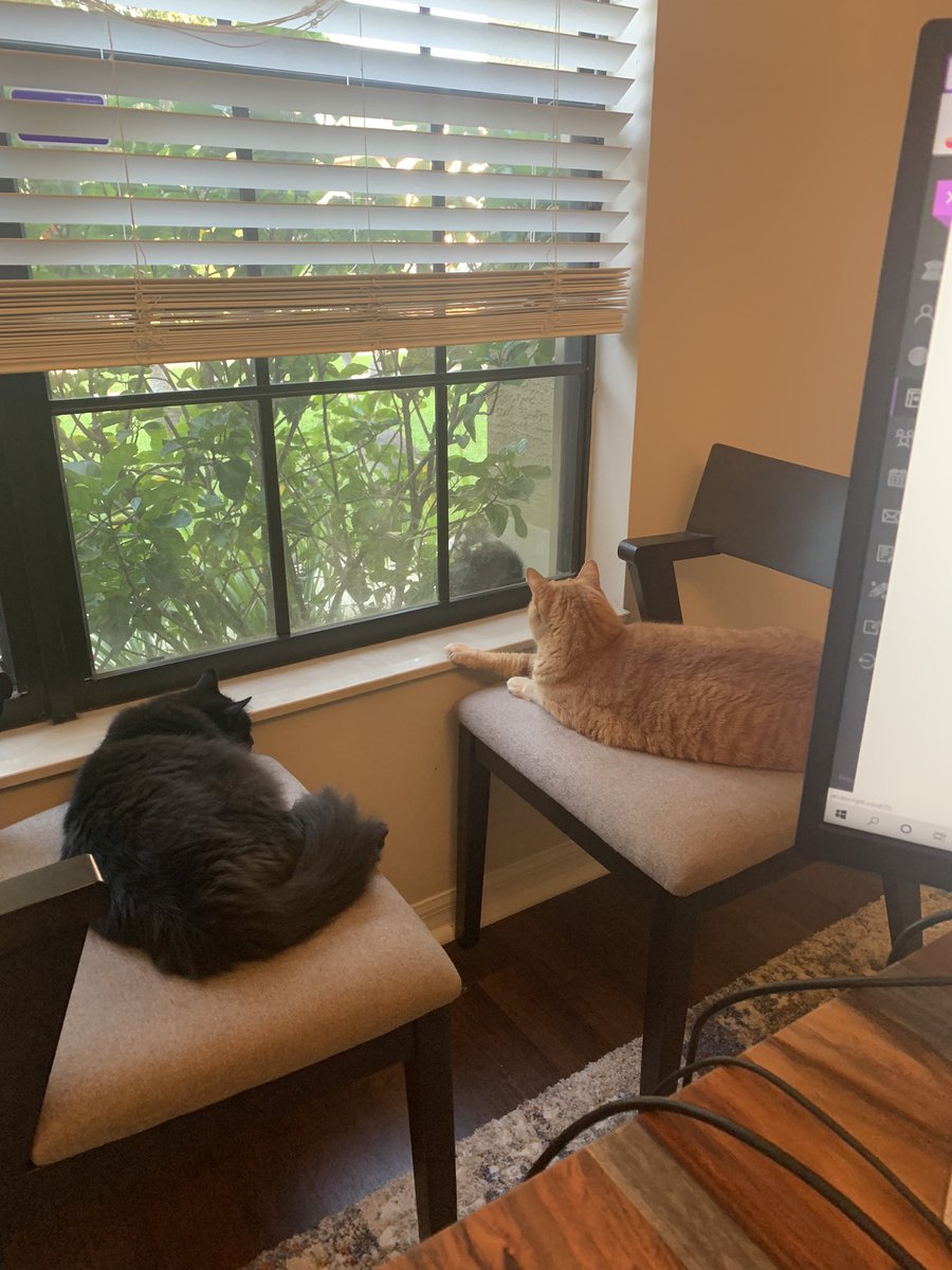 HappyKitty13's tweet photo. #CatsofTwittter #Caturday nature’s television https://t.co/Qb5aAX9ad8
