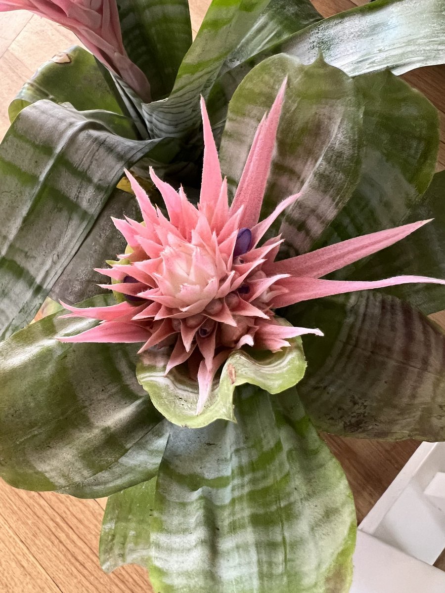 Carol 🦒 tweet media