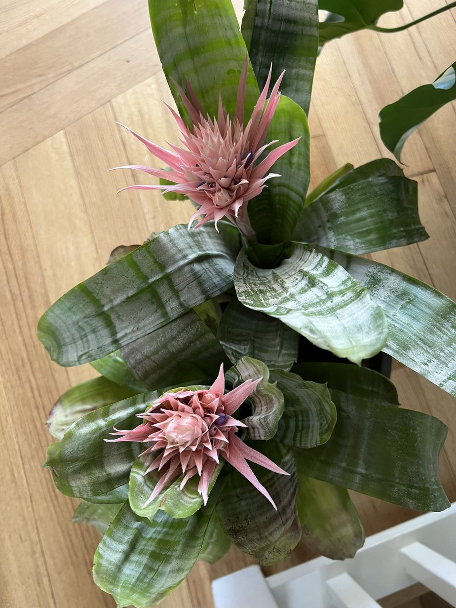 Carol 🦒 tweet media