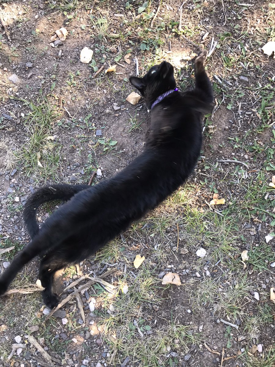 gemcitykittys's tweet photo. GemCityKitty here, preparing to assume my #Hedgewatch -ing duties this afternoon. Dirt camouflage is so critically important in an effective stealth watch routine. (That’s my story and I’m stickin’ to it.) Happy #Caturday ! #CatsOfWyoming #CatsOfTwitter https://t.co/CnWgZ7ru4E