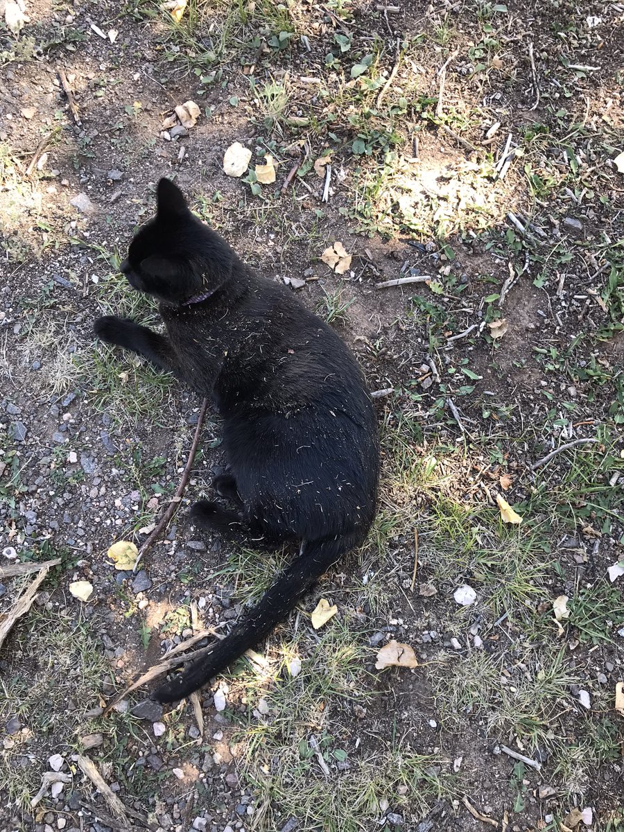 gemcitykittys's tweet photo. GemCityKitty here, preparing to assume my #Hedgewatch -ing duties this afternoon. Dirt camouflage is so critically important in an effective stealth watch routine. (That’s my story and I’m stickin’ to it.) Happy #Caturday ! #CatsOfWyoming #CatsOfTwitter https://t.co/CnWgZ7ru4E