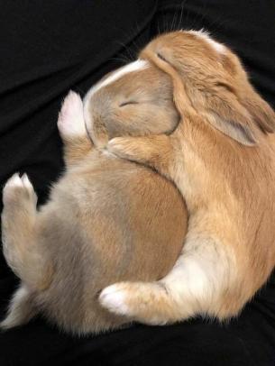 RabbitEveryHour's tweet photo. https://t.co/6tkak5O4hz