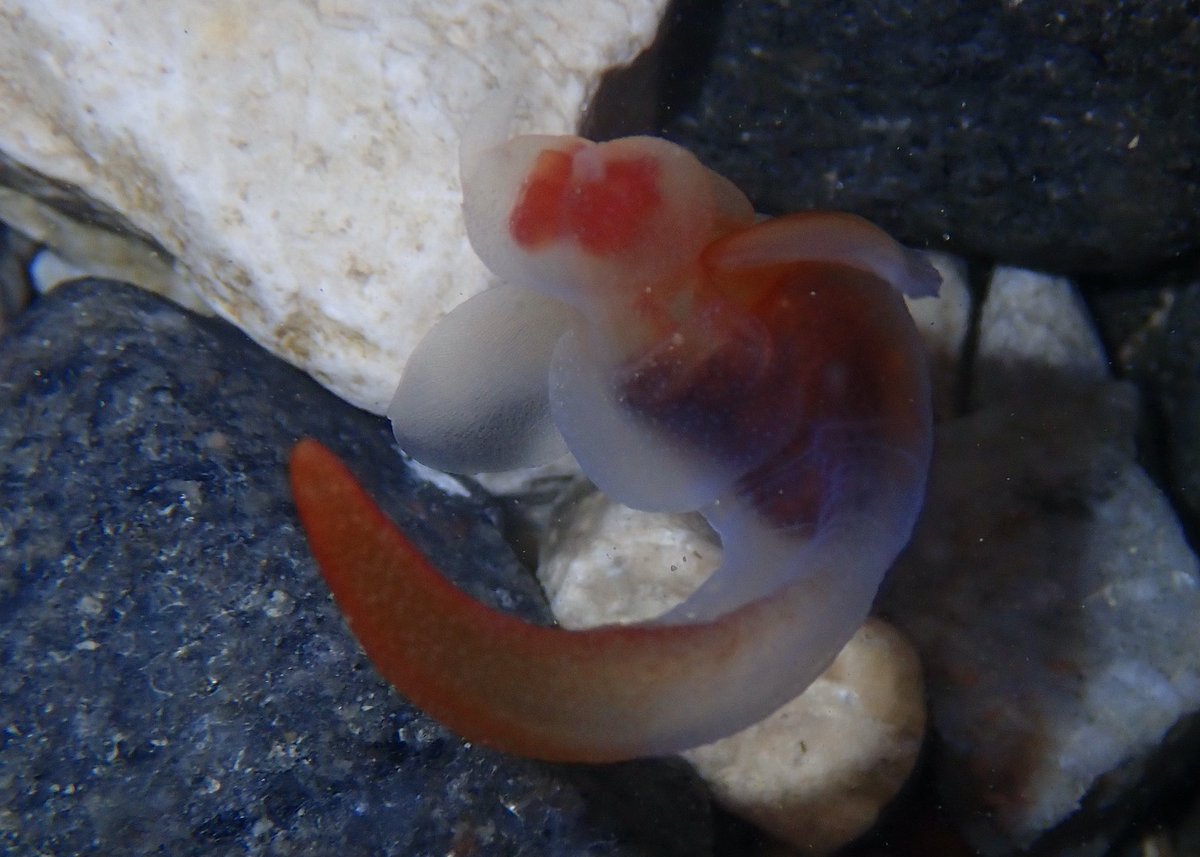 DanBrownNature's tweet photo. An abundance of Sea Butterflies (a swimming snail) &amp; Naked Sea Butterflies (a shell-less predatory mollusc of #SeaButterflies) in #Arctic waters. Incredible to watch them all swimming around. Sea butterflies account for >50% of #zooplankton biomass up here #Gastropod #Plankton https://t.co/M0u4JxWR4x
