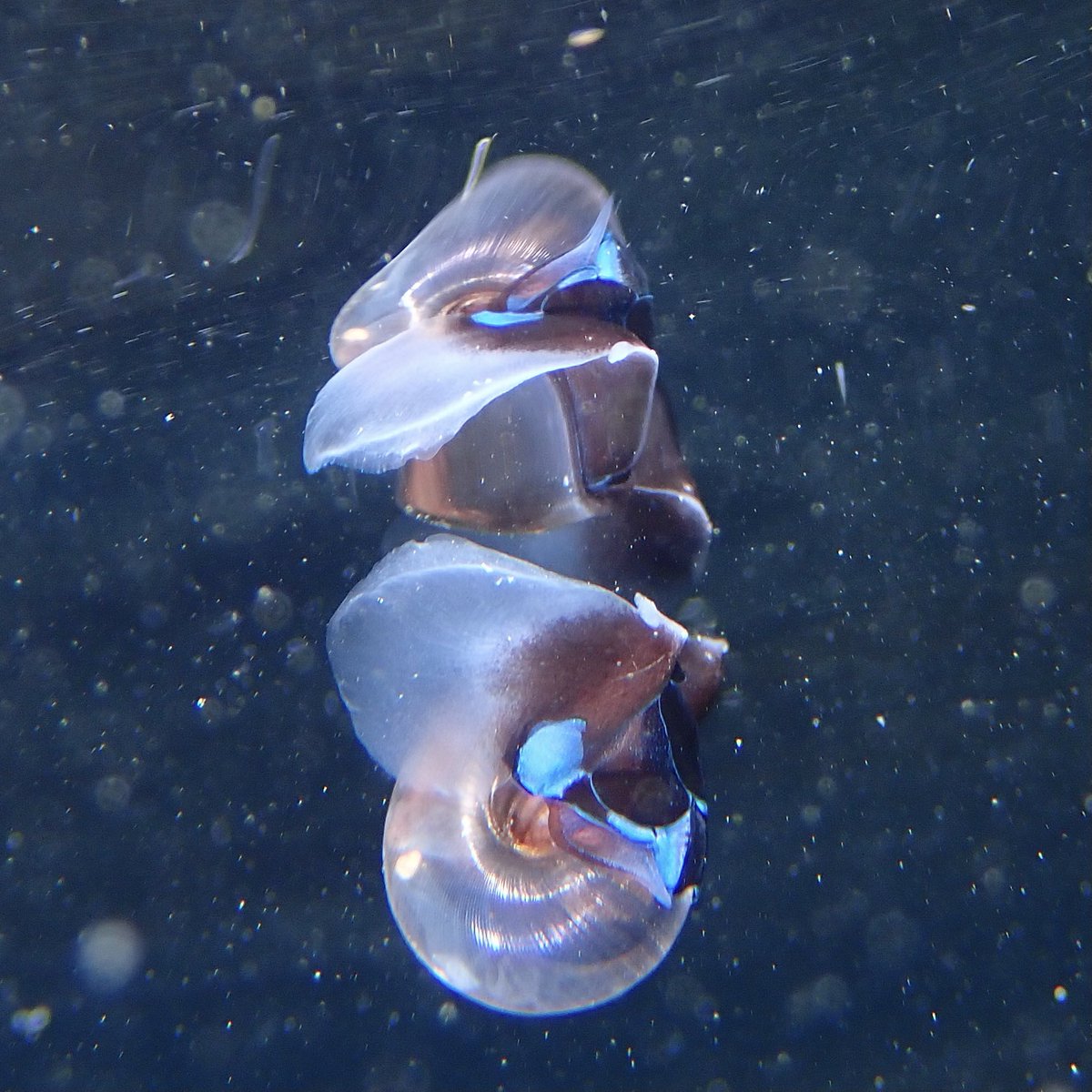 DanBrownNature's tweet photo. An abundance of Sea Butterflies (a swimming snail) &amp; Naked Sea Butterflies (a shell-less predatory mollusc of #SeaButterflies) in #Arctic waters. Incredible to watch them all swimming around. Sea butterflies account for >50% of #zooplankton biomass up here #Gastropod #Plankton https://t.co/M0u4JxWR4x