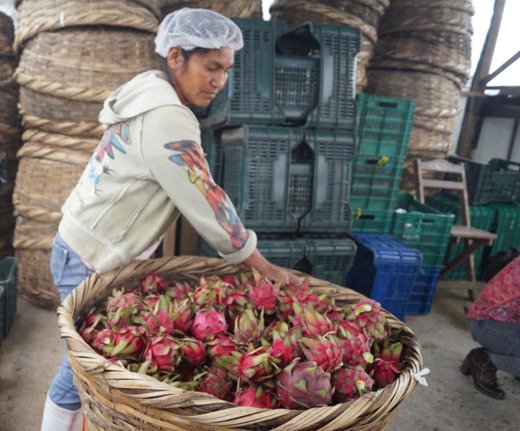 laprimerisima's tweet photo. Nicaragua es el principal productor de pitahaya en Centroamérica. El fruto se caracteriza por la calidad de la pulpa. La empresa Socorro Enterprises se dedicada a la producción, procesamiento y exportación de pitahaya, ubicada en el municipio de La Concepción, Masaya. https://t.co/Dj1OkI6kl0