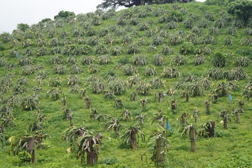 laprimerisima's tweet photo. Nicaragua es el principal productor de pitahaya en Centroamérica. El fruto se caracteriza por la calidad de la pulpa. La empresa Socorro Enterprises se dedicada a la producción, procesamiento y exportación de pitahaya, ubicada en el municipio de La Concepción, Masaya. https://t.co/Dj1OkI6kl0